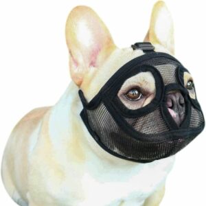 Muselière bouledogue